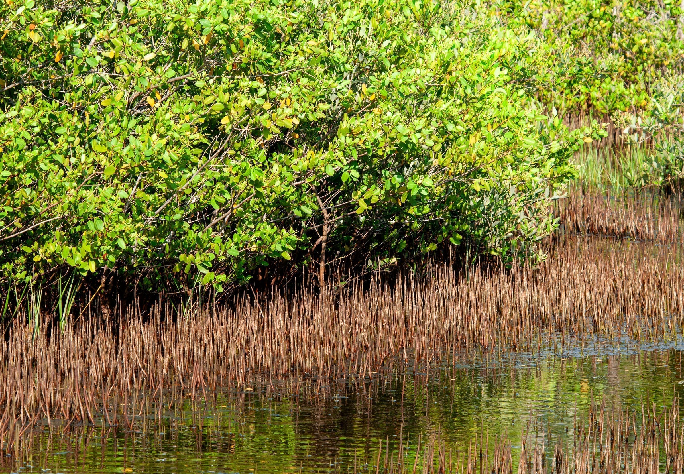 Black Mangrove (Avicennia germinans)