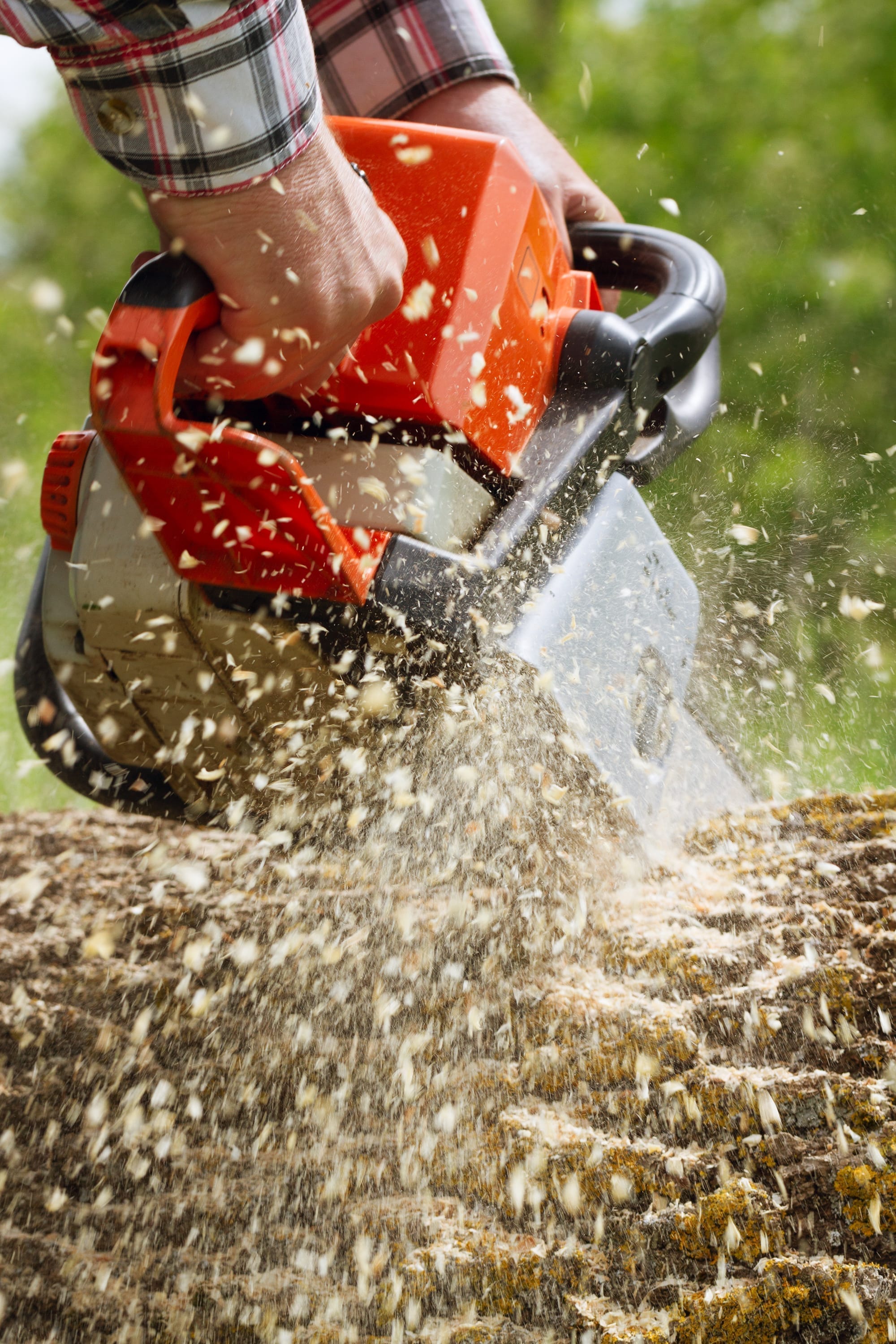 Closeup of a chainsaw mid-cut on a tree branch