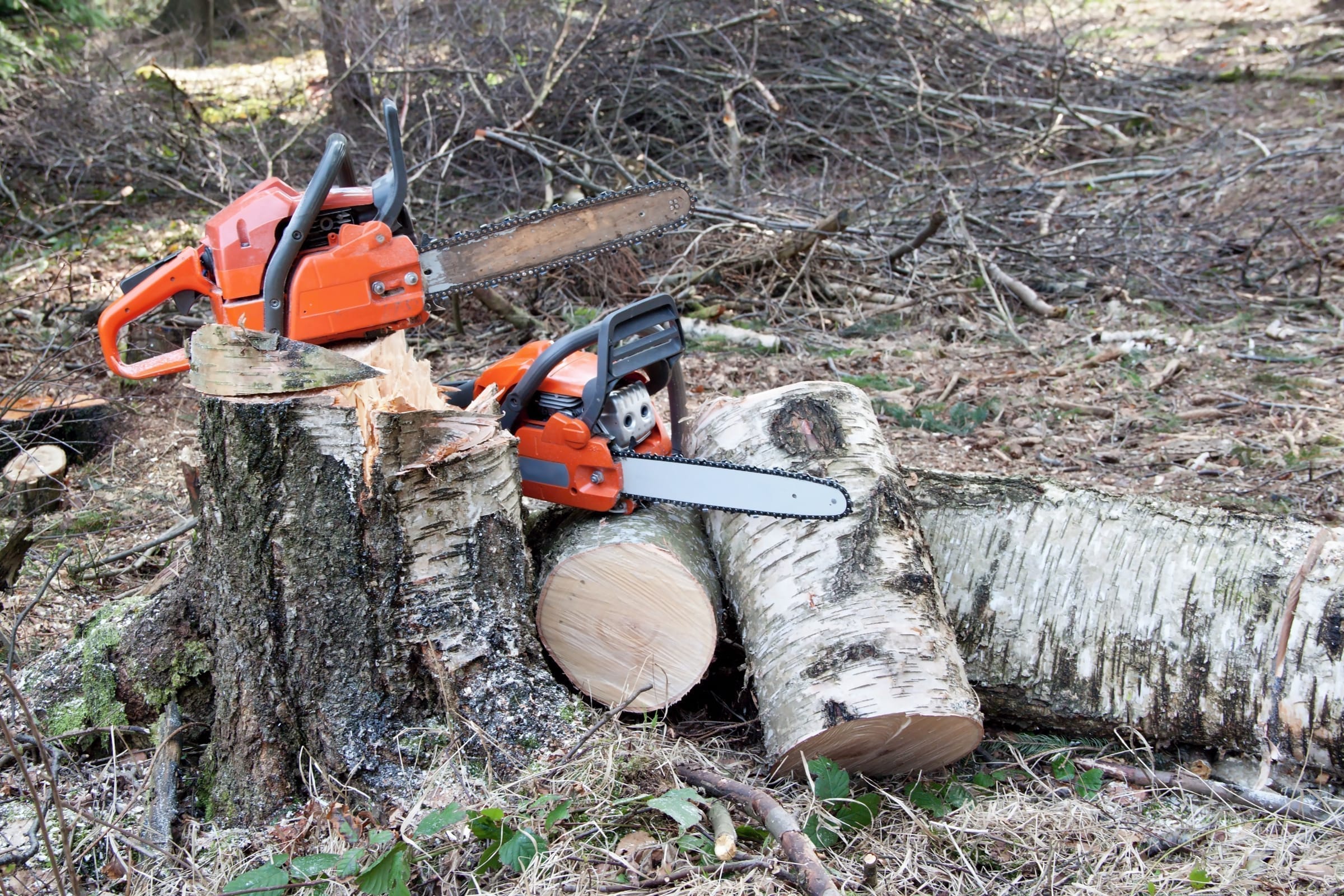 Chainsaws resting on freshly cut stumps after invasive clearing
