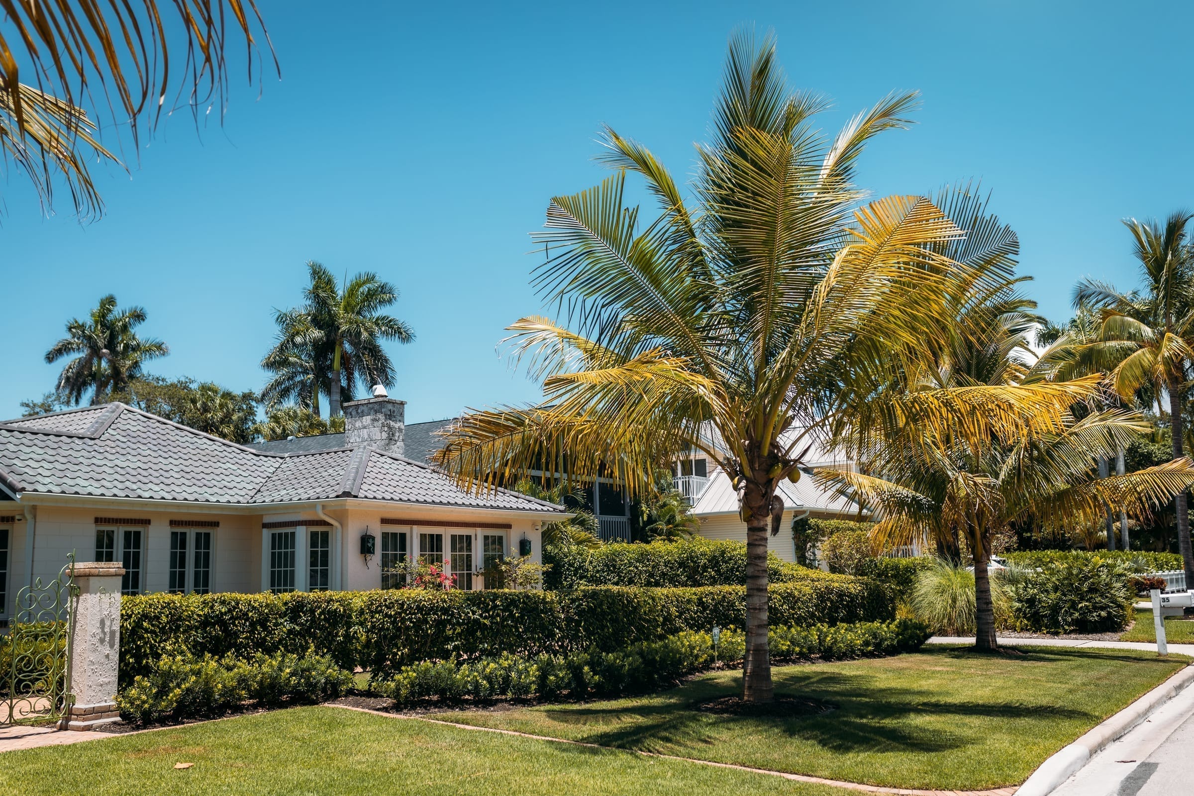 Coconut Palm (Cocos nucifera)