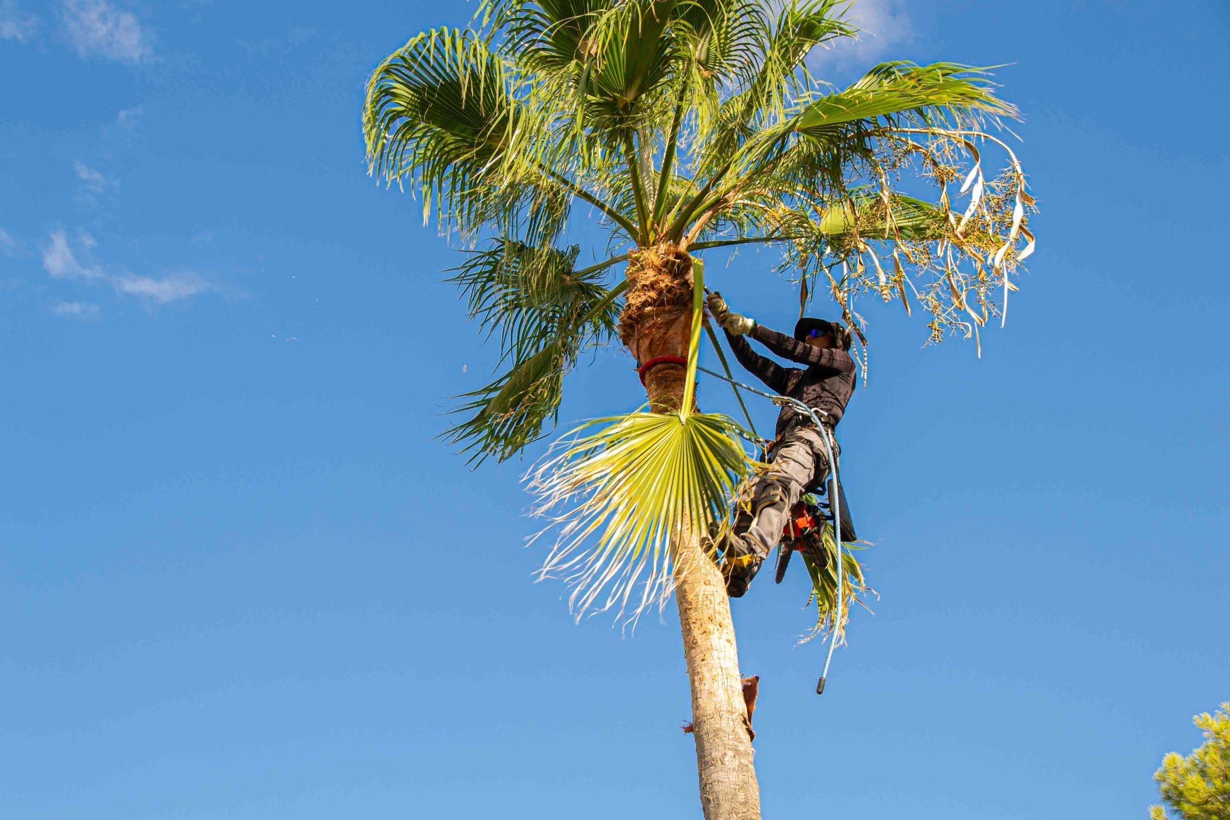 Crew member trimming a tall palm against a blue sky