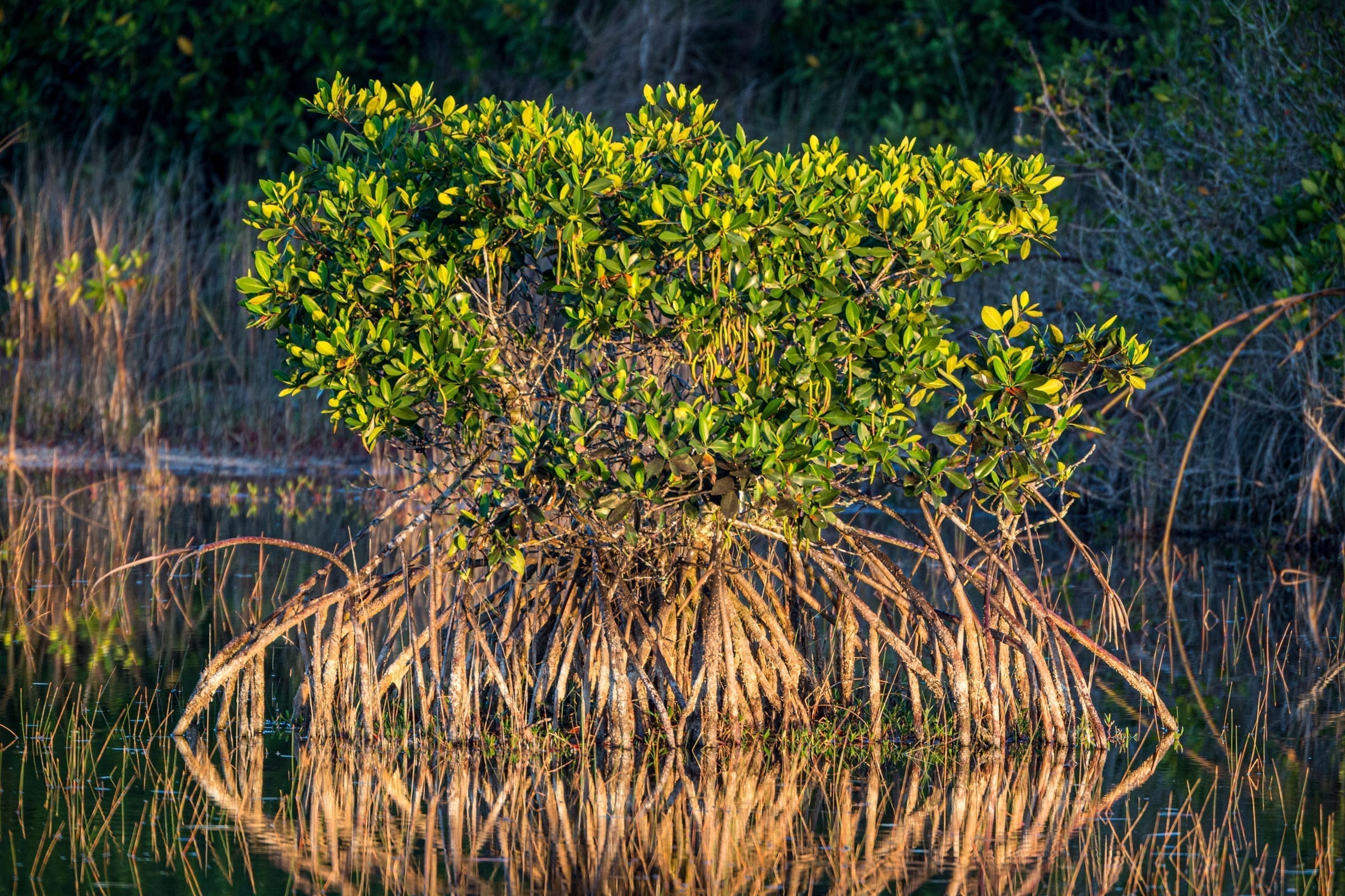 Red Mangrove (Rhizophora mangle)
