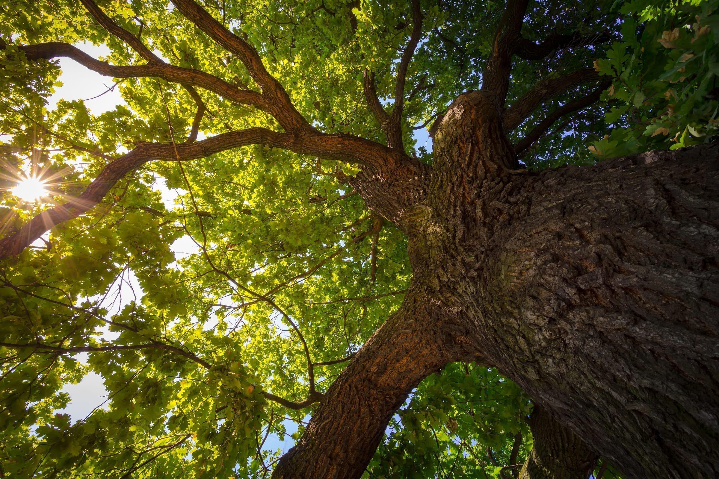 Florida tree canopy looking up toward the sun