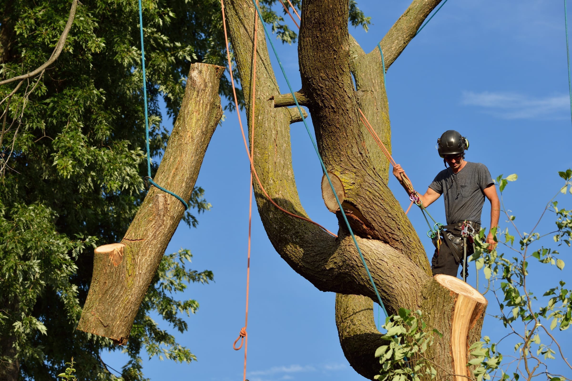 Crew on a large tree removal — climber high in the canopy with a chainsaw