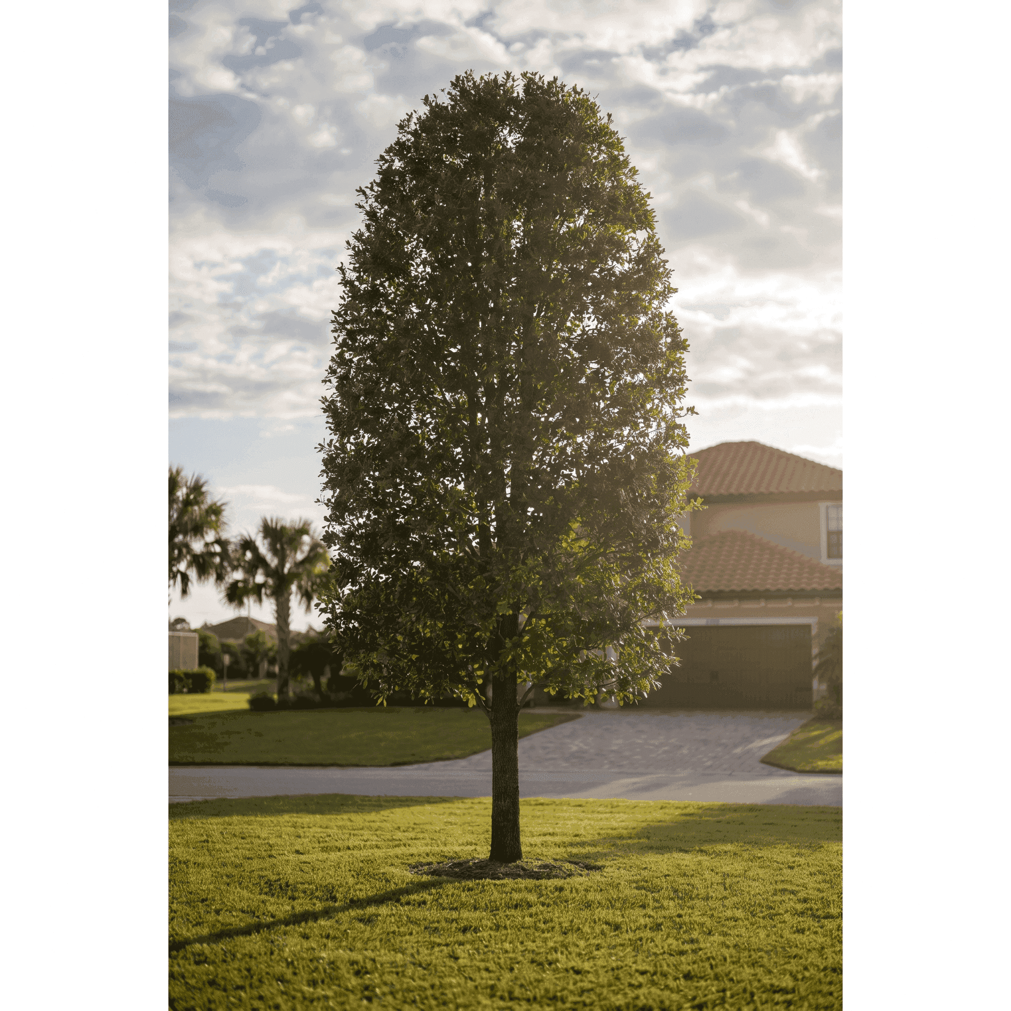 Water Oak (Quercus nigra)